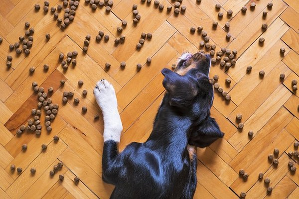 Friandises naturelles pour chien : sain, bio et fait maison